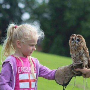 Falconry
